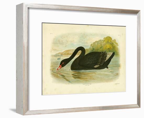 Black Swan, 1891-Gracius Broinowski-Framed Giclee Print