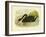 Black Swan, 1891-Gracius Broinowski-Framed Giclee Print