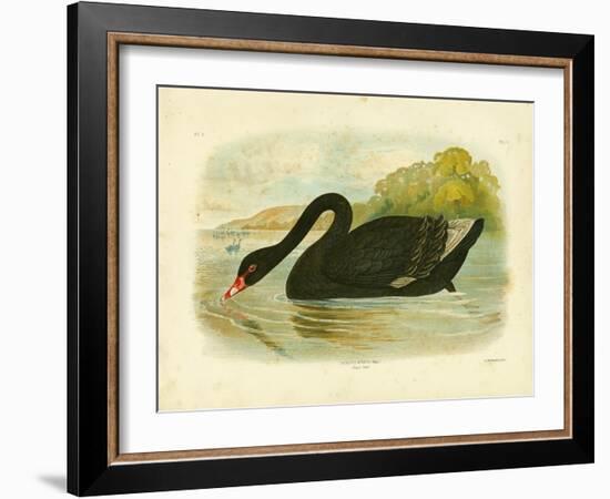 Black Swan, 1891-Gracius Broinowski-Framed Giclee Print