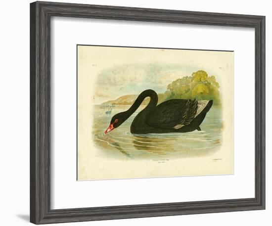 Black Swan, 1891-Gracius Broinowski-Framed Giclee Print