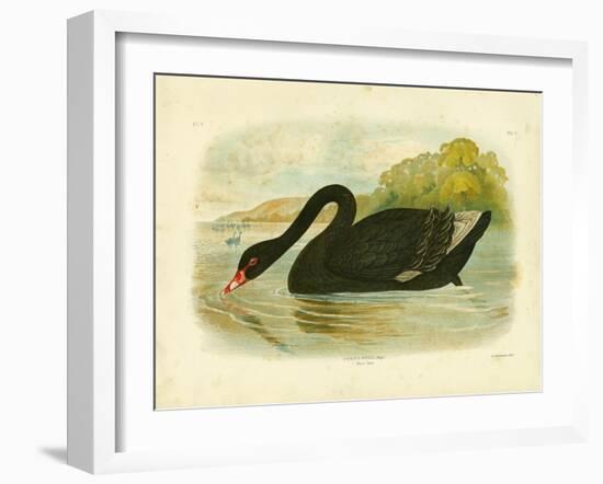 Black Swan, 1891-Gracius Broinowski-Framed Giclee Print