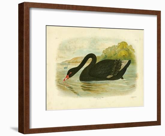 Black Swan, 1891-Gracius Broinowski-Framed Giclee Print