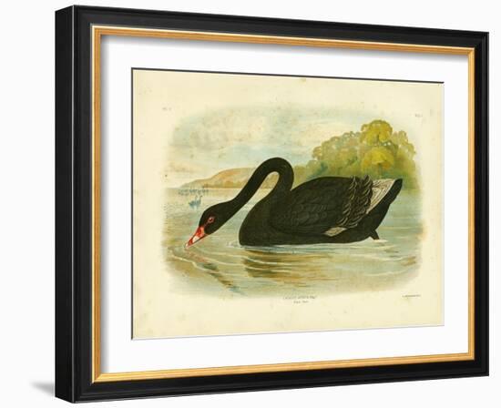 Black Swan, 1891-Gracius Broinowski-Framed Giclee Print