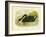 Black Swan, 1891-Gracius Broinowski-Framed Giclee Print