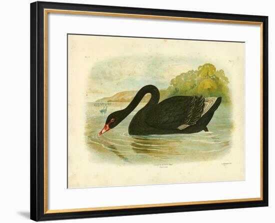 Black Swan, 1891-Gracius Broinowski-Framed Giclee Print