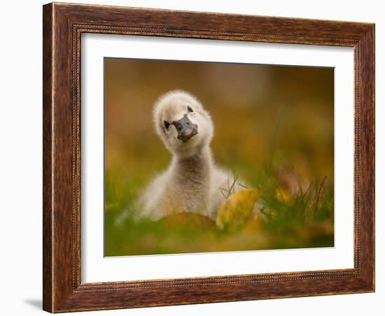 Black Swan Baby-Robert Adamec-Framed Photographic Print