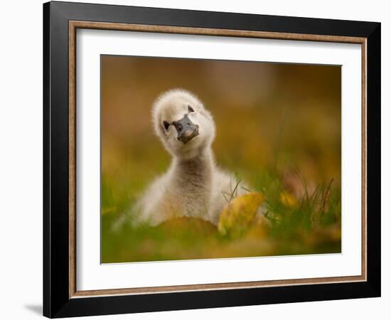 Black Swan Baby-Robert Adamec-Framed Photographic Print