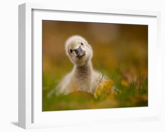 Black Swan Baby-Robert Adamec-Framed Photographic Print