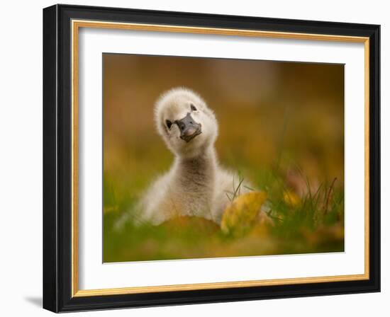 Black Swan Baby-Robert Adamec-Framed Photographic Print