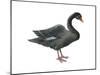 Black Swan (Cygnus Atratus), Birds-Encyclopaedia Britannica-Mounted Art Print