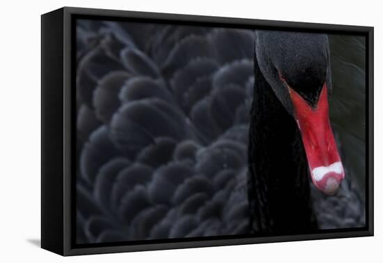 Black Swan (Cygnus Atratus) Captive-Edwin Giesbers-Framed Premier Image Canvas