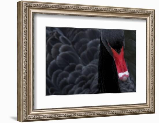 Black Swan (Cygnus Atratus) Captive-Edwin Giesbers-Framed Photographic Print