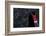 Black Swan (Cygnus Atratus) Captive-Edwin Giesbers-Framed Photographic Print