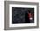 Black Swan (Cygnus Atratus) Captive-Edwin Giesbers-Framed Photographic Print