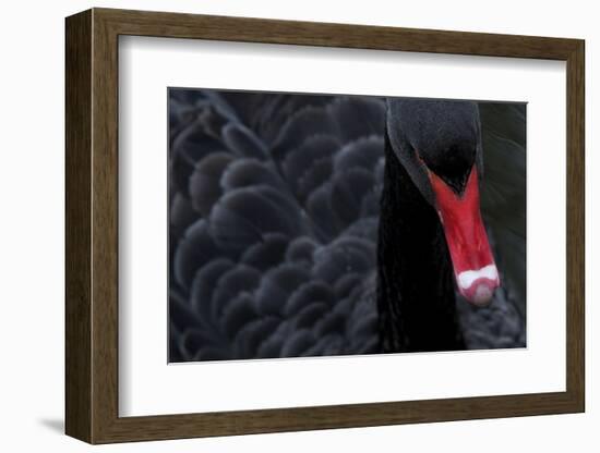 Black Swan (Cygnus Atratus) Captive-Edwin Giesbers-Framed Photographic Print