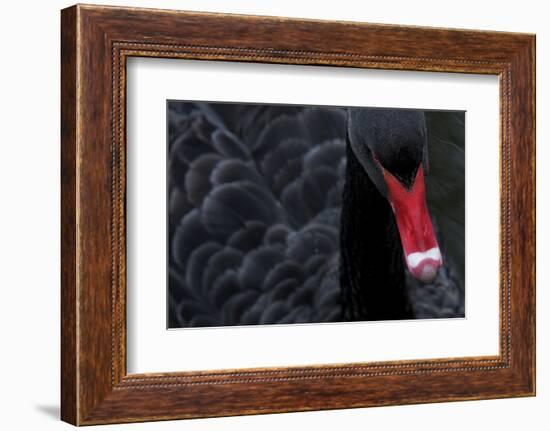 Black Swan (Cygnus Atratus) Captive-Edwin Giesbers-Framed Photographic Print