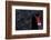 Black Swan (Cygnus Atratus) Captive-Edwin Giesbers-Framed Photographic Print