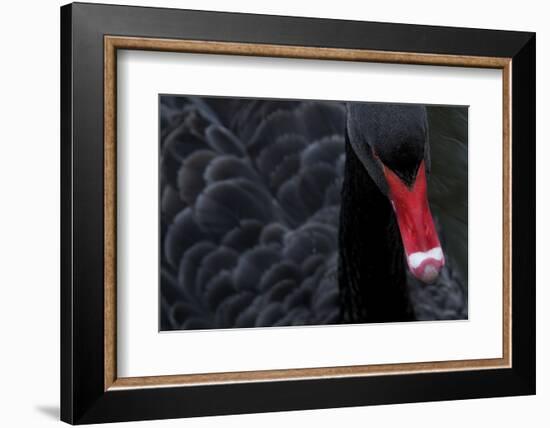 Black Swan (Cygnus Atratus) Captive-Edwin Giesbers-Framed Photographic Print