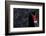 Black Swan (Cygnus Atratus) Captive-Edwin Giesbers-Framed Photographic Print