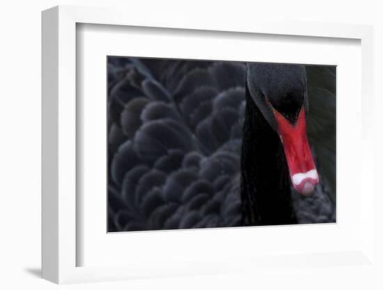 Black Swan (Cygnus Atratus) Captive-Edwin Giesbers-Framed Photographic Print