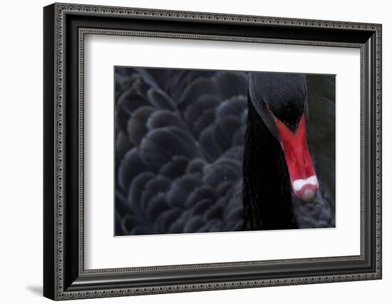 Black Swan (Cygnus Atratus) Captive-Edwin Giesbers-Framed Photographic Print