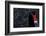 Black Swan (Cygnus Atratus) Captive-Edwin Giesbers-Framed Photographic Print