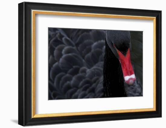 Black Swan (Cygnus Atratus) Captive-Edwin Giesbers-Framed Photographic Print