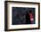 Black Swan (Cygnus Atratus) Captive-Edwin Giesbers-Framed Photographic Print