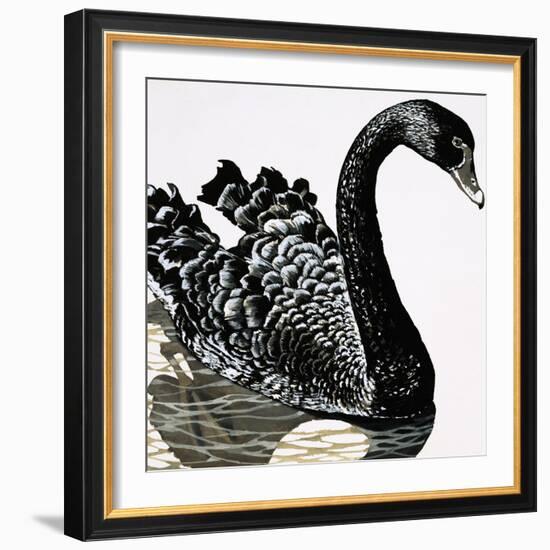 Black Swan-null-Framed Giclee Print