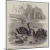 Black Swans and their Young, at Culvers, Surrey, the Seat of S Gurney, Esquire, Mp-null-Mounted Giclee Print