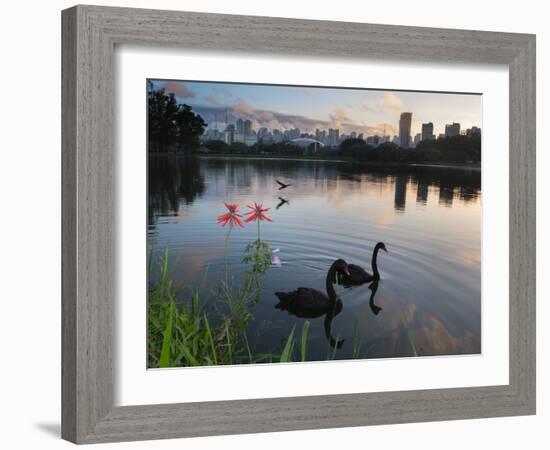 Black Swans, Cygnus Atratus, at Sunrise in Ibirapuera Park-Alex Saberi-Framed Photographic Print