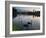 Black Swans, Cygnus Atratus, at Sunrise in Ibirapuera Park-Alex Saberi-Framed Photographic Print