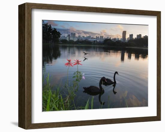 Black Swans, Cygnus Atratus, at Sunrise in Ibirapuera Park-Alex Saberi-Framed Photographic Print