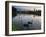 Black Swans, Cygnus Atratus, at Sunrise in Ibirapuera Park-Alex Saberi-Framed Photographic Print