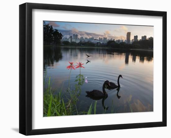 Black Swans, Cygnus Atratus, at Sunrise in Ibirapuera Park-Alex Saberi-Framed Photographic Print