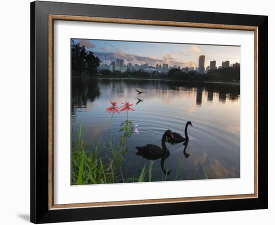 Black Swans, Cygnus Atratus, at Sunrise in Ibirapuera Park-Alex Saberi-Framed Photographic Print