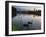 Black Swans, Cygnus Atratus, at Sunrise in Ibirapuera Park-Alex Saberi-Framed Photographic Print