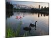 Black Swans, Cygnus Atratus, at Sunrise in Ibirapuera Park-Alex Saberi-Mounted Photographic Print