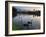 Black Swans, Cygnus Atratus, at Sunrise in Ibirapuera Park-Alex Saberi-Framed Photographic Print