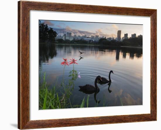 Black Swans, Cygnus Atratus, at Sunrise in Ibirapuera Park-Alex Saberi-Framed Photographic Print