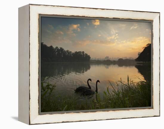Black Swans Glide on the Lake at Ibirapuera Park in Sao Paulo at Sunrise-Alex Saberi-Framed Premier Image Canvas