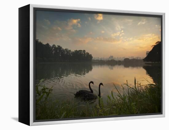 Black Swans Glide on the Lake at Ibirapuera Park in Sao Paulo at Sunrise-Alex Saberi-Framed Premier Image Canvas