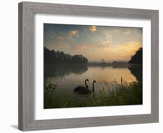 Black Swans Glide on the Lake at Ibirapuera Park in Sao Paulo at Sunrise-Alex Saberi-Framed Photographic Print