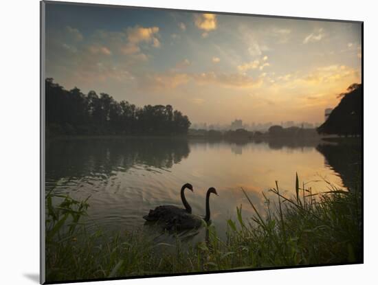 Black Swans Glide on the Lake at Ibirapuera Park in Sao Paulo at Sunrise-Alex Saberi-Mounted Photographic Print