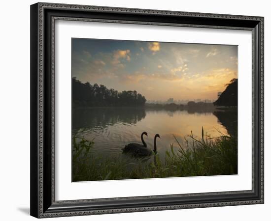 Black Swans Glide on the Lake at Ibirapuera Park in Sao Paulo at Sunrise-Alex Saberi-Framed Photographic Print