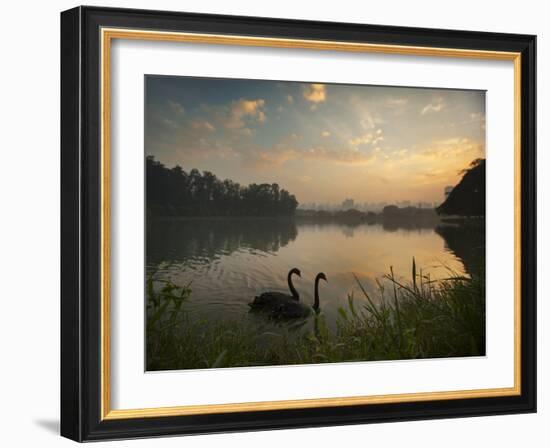 Black Swans Glide on the Lake at Ibirapuera Park in Sao Paulo at Sunrise-Alex Saberi-Framed Photographic Print