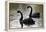 Black Swans-Denise Swanson-Framed Premier Image Canvas