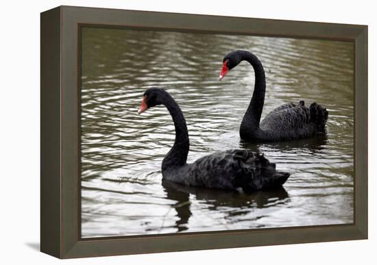 Black Swans-Denise Swanson-Framed Premier Image Canvas