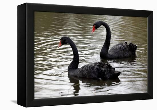 Black Swans-Denise Swanson-Framed Premier Image Canvas