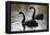 Black Swans-Denise Swanson-Framed Premier Image Canvas